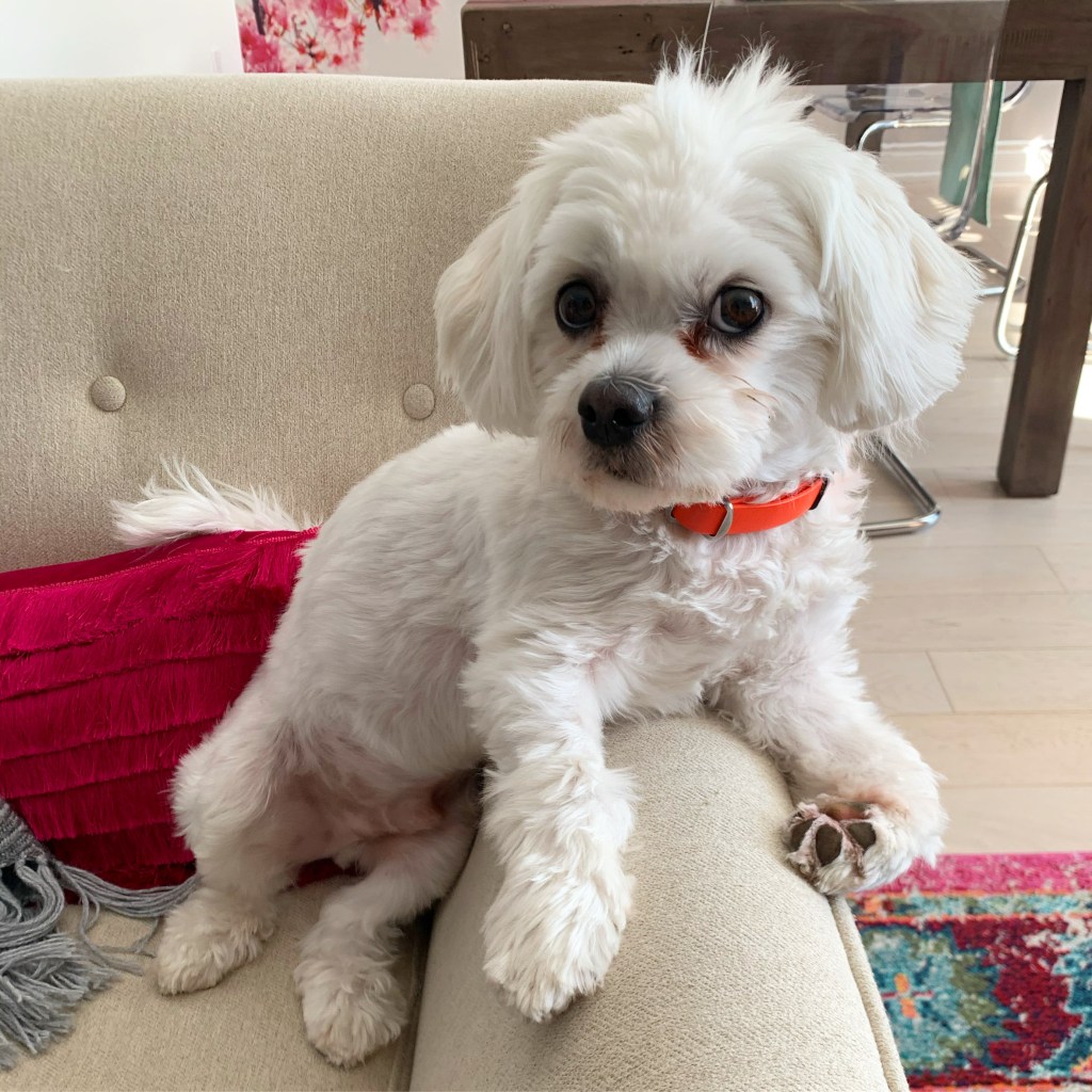 This Holiday, I’m Building Something Just for Me—And It Has Four&nbsp;Legs