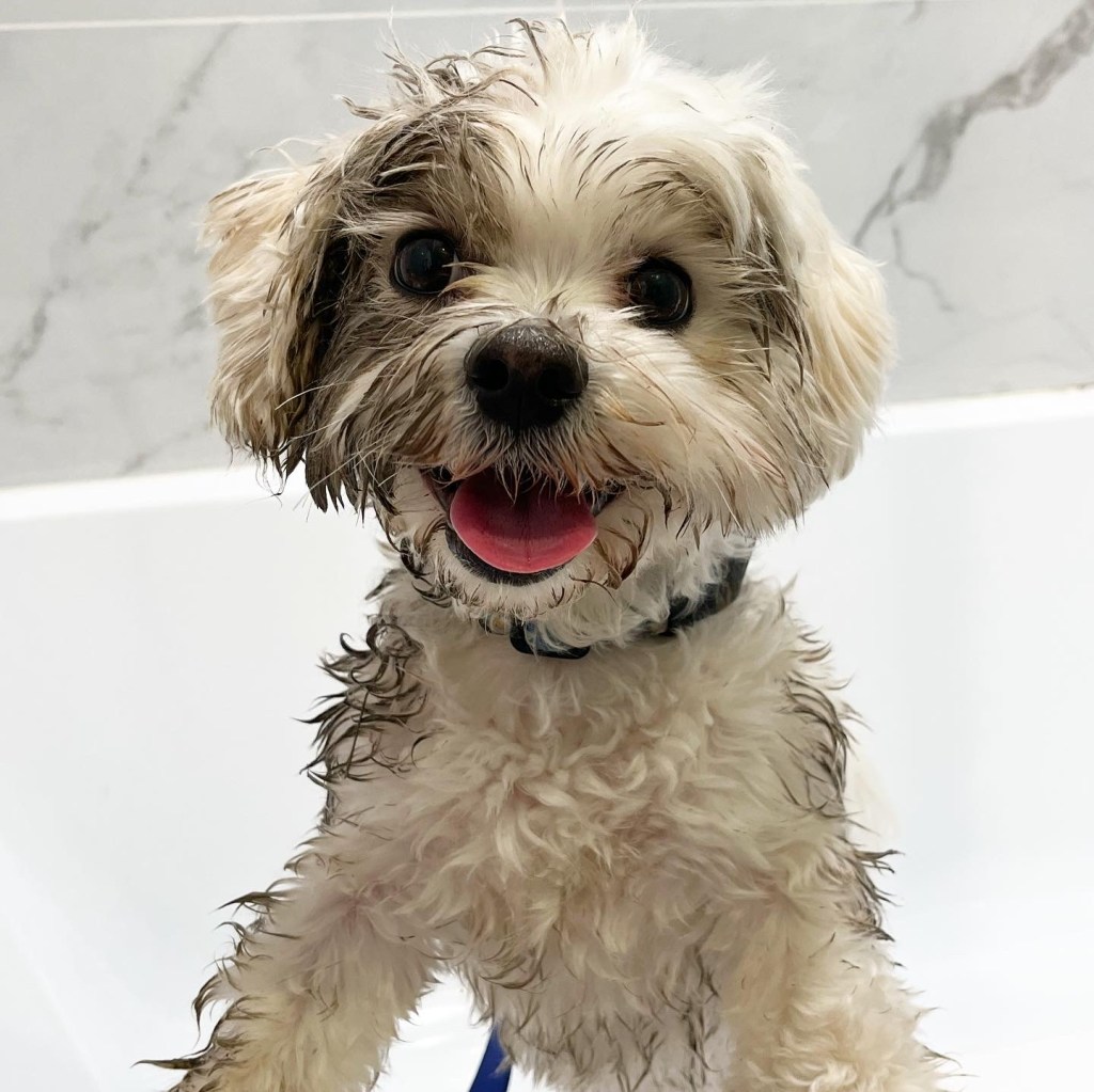 Pepe, the Maltipoo, looking like a muddy mess after a great day at the park.